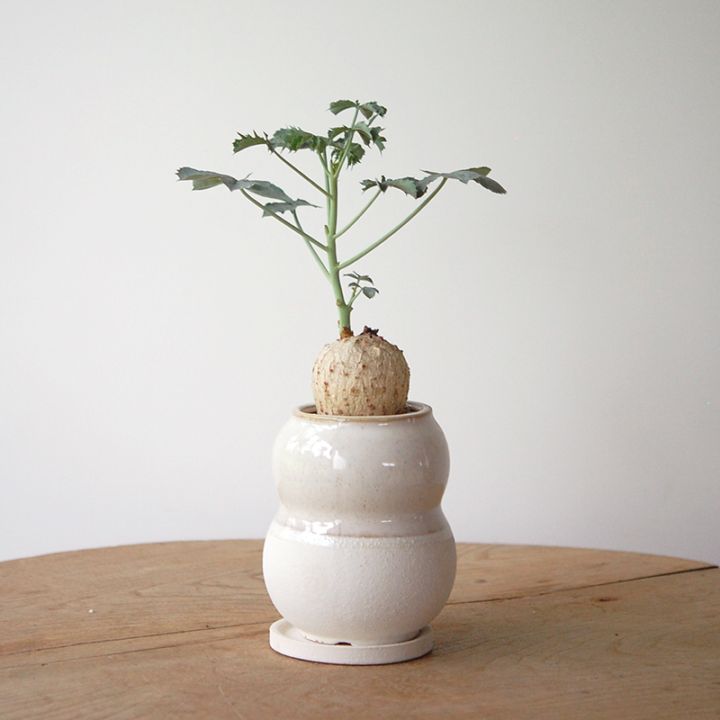 Jatropha 錦珊瑚 x pot