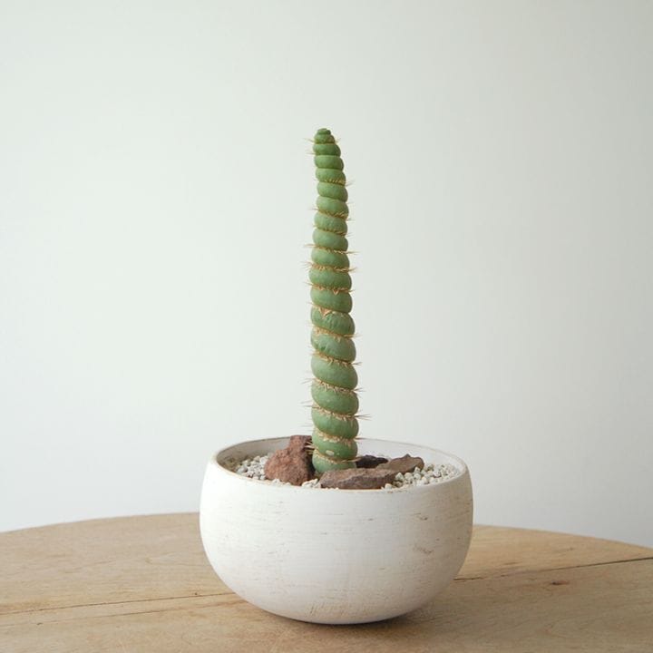 Eulychnia castanea spiralis x pot