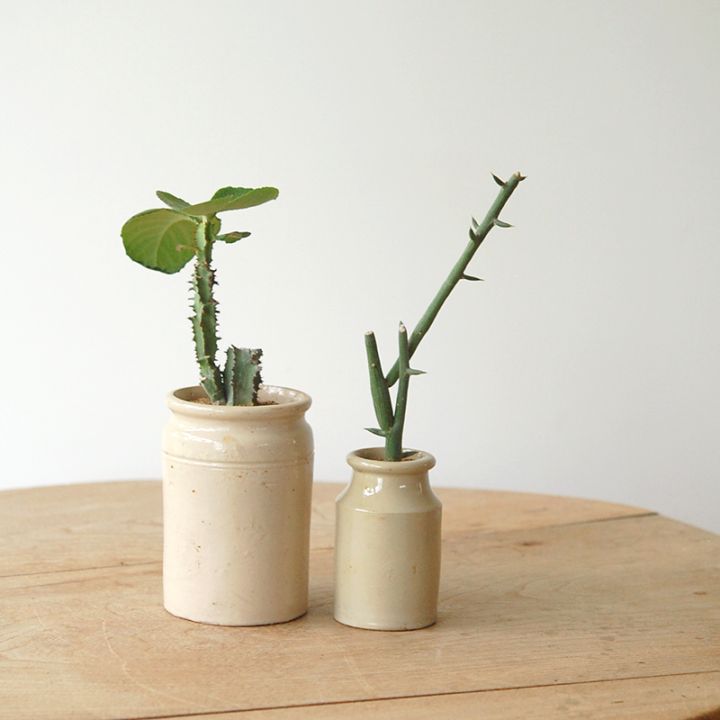 Euphorbia x antique pot