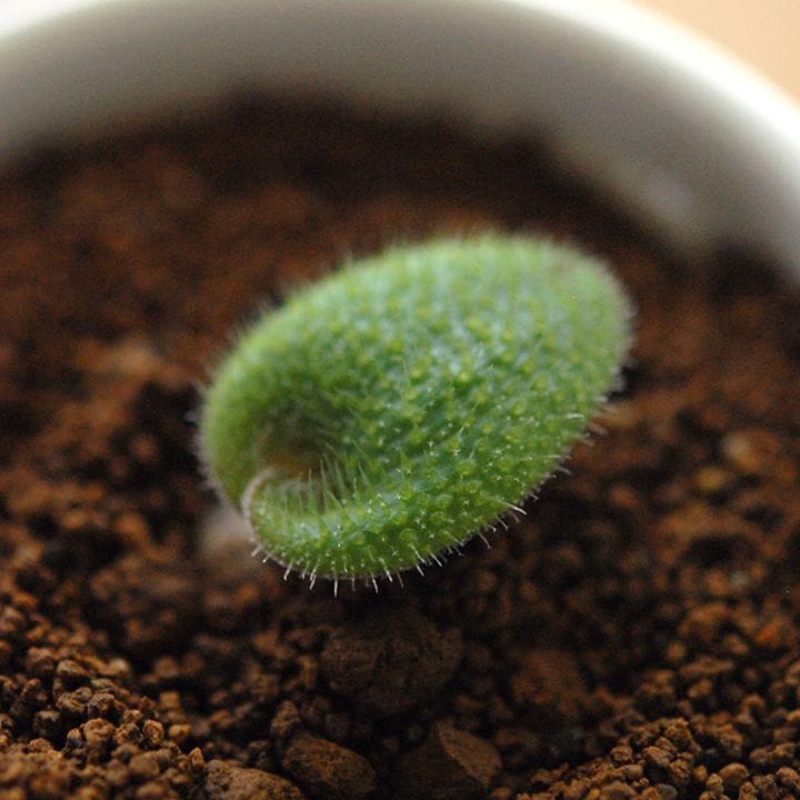 Lachenalia trichophylla