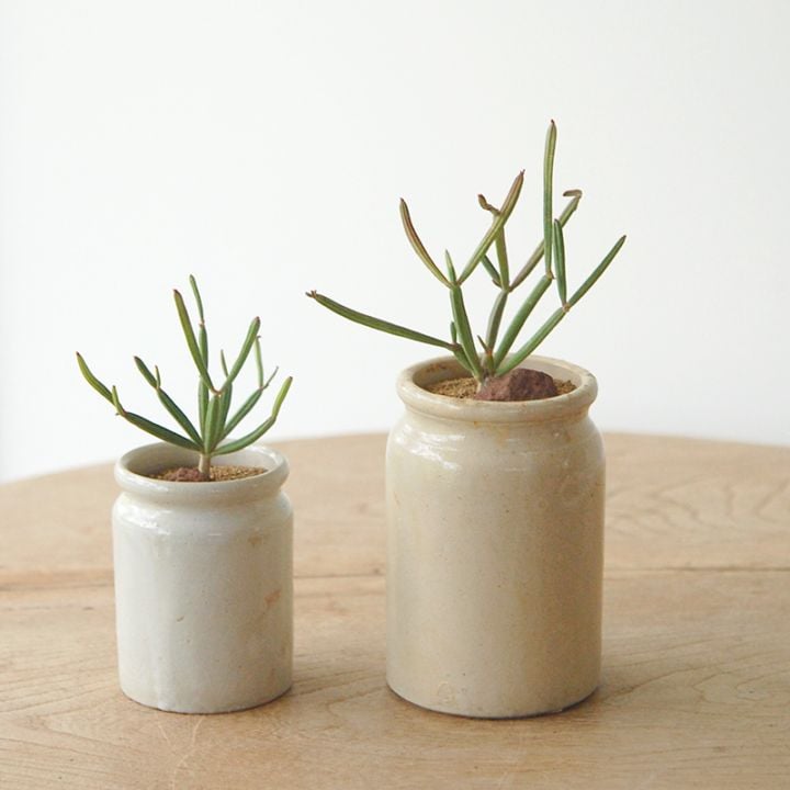 Euphorbia appariciana x antique pot