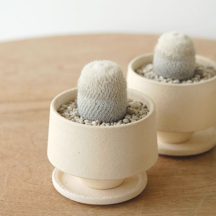 Epithelantha 月世界 x Japanese pot