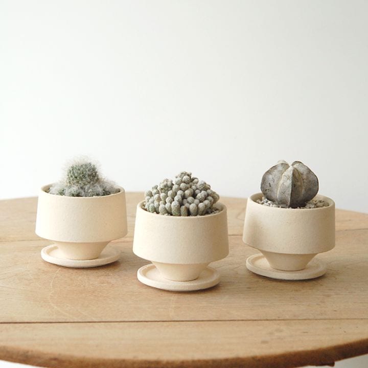 cactus  x Japanese pot