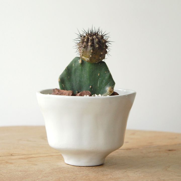 Copiapoa 黒王丸 x antique pot(B品)