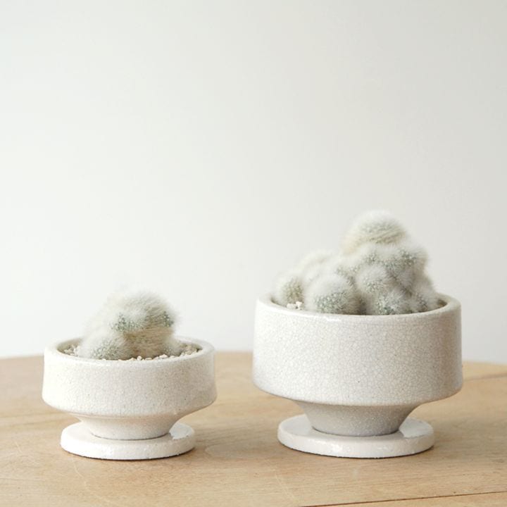 Mammillaria シュワルジー x 貫入pot