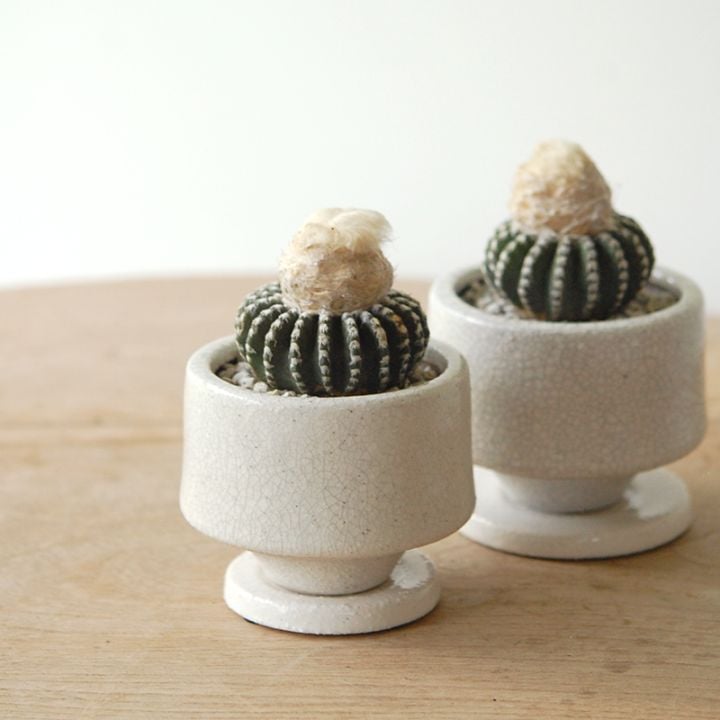 Discocactus ホルスティー x 貫入pot