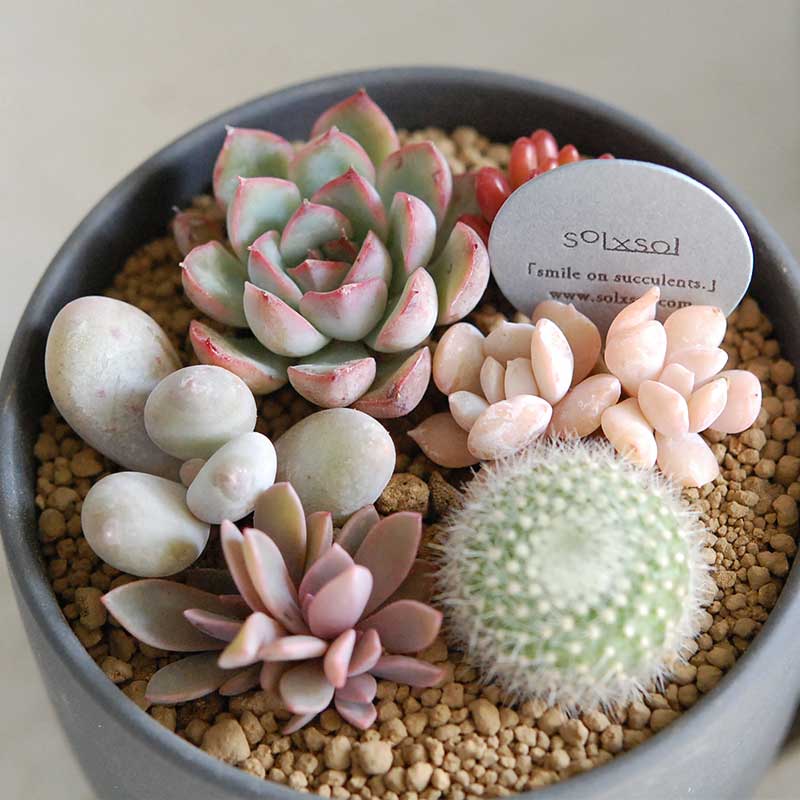 オルトゥーニョ、花陰のテーブル、希少画版より、 新品高級額付 Odilon Redon（オディロン ルドン） 花に囲まれた二人の少女