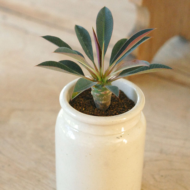 Euphorbia x antique イギリスジャーm