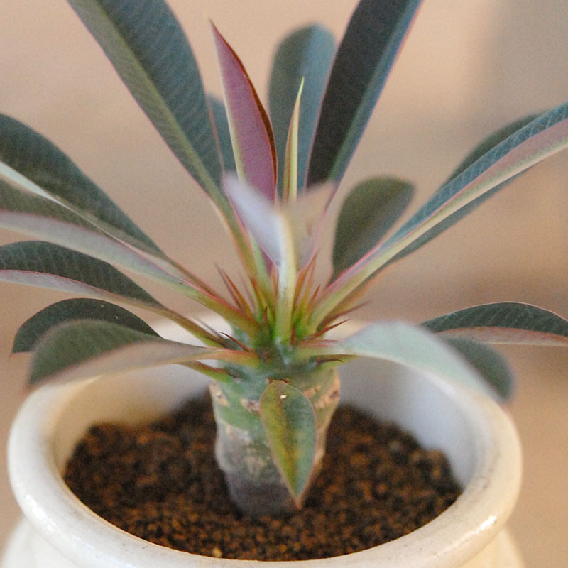 Euphorbia x antique イギリスジャーm