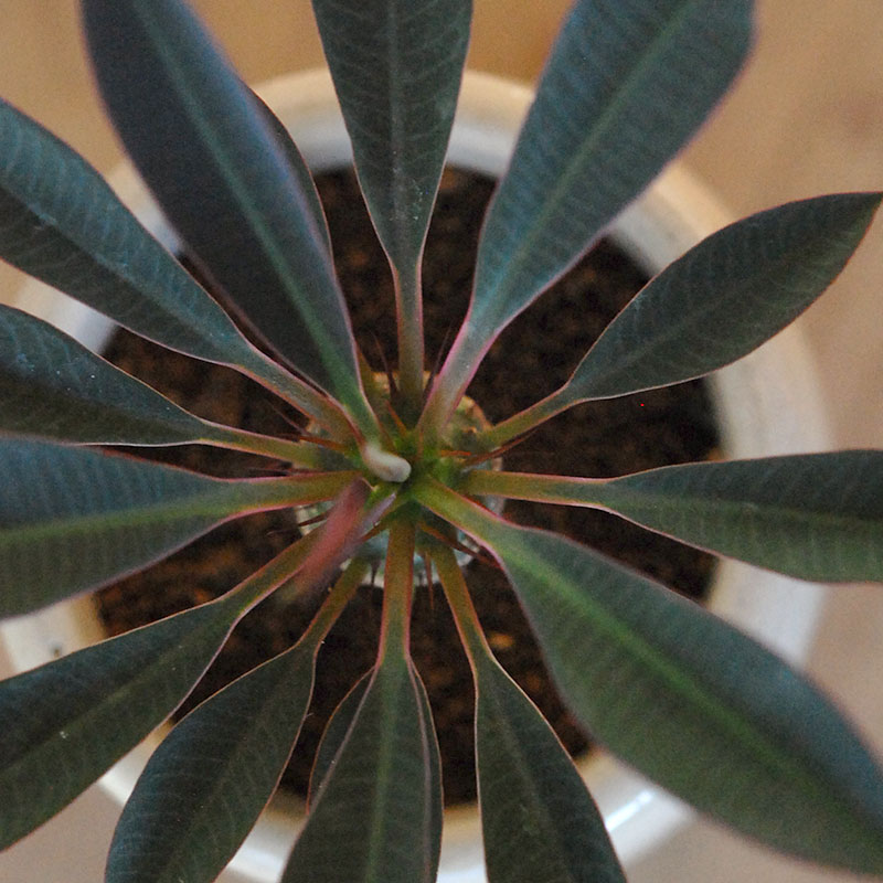 Euphorbia x antique イギリスジャーm