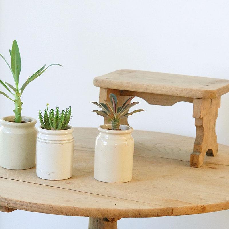 Euphorbia x antique イギリスジャーm