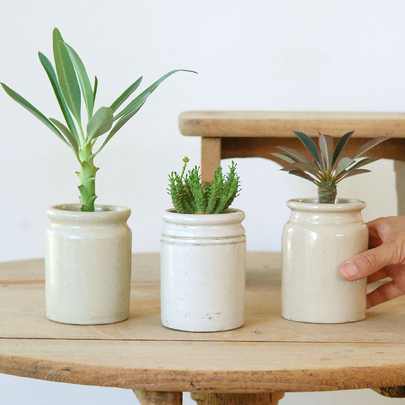 Euphorbia x antique イギリスジャーm