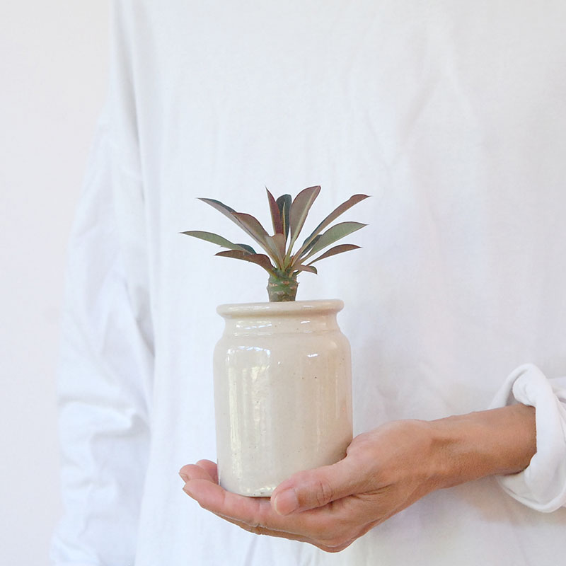 Euphorbia x antique イギリスジャーm