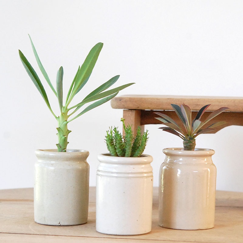 Euphorbia x antique イギリスジャーm