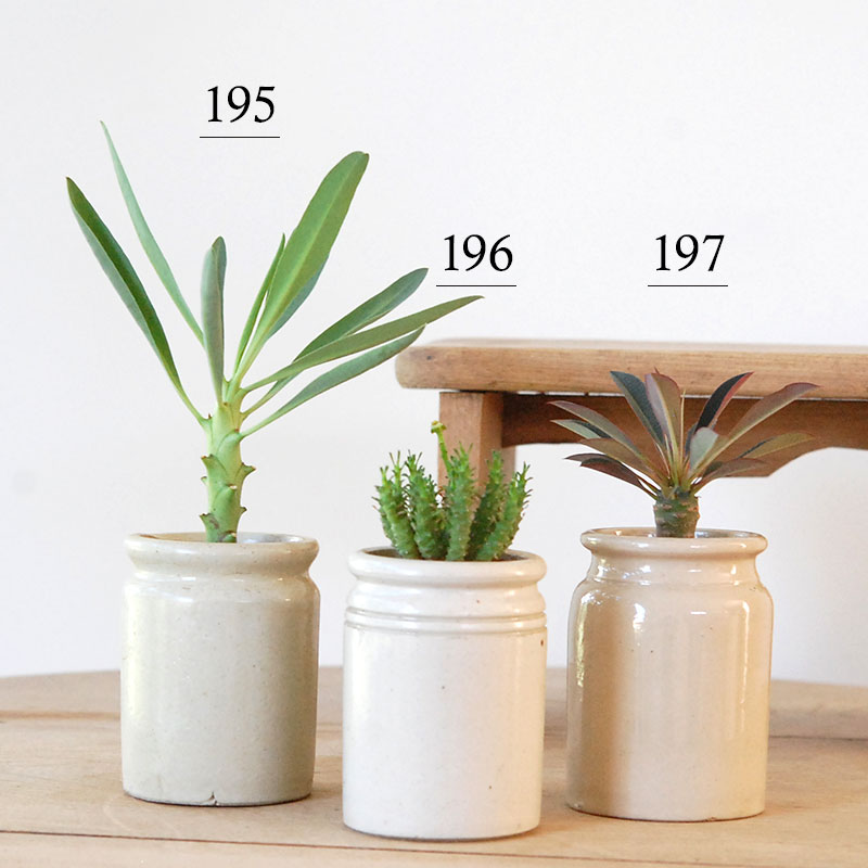 Euphorbia x antique イギリスジャーm