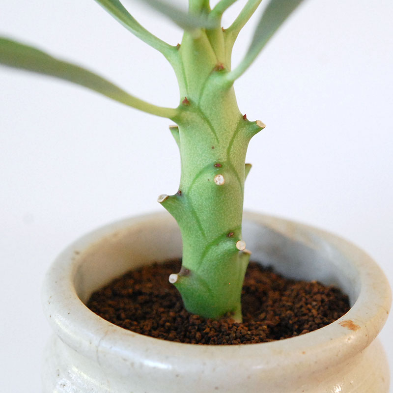 Euphorbia x antique イギリスジャーm
