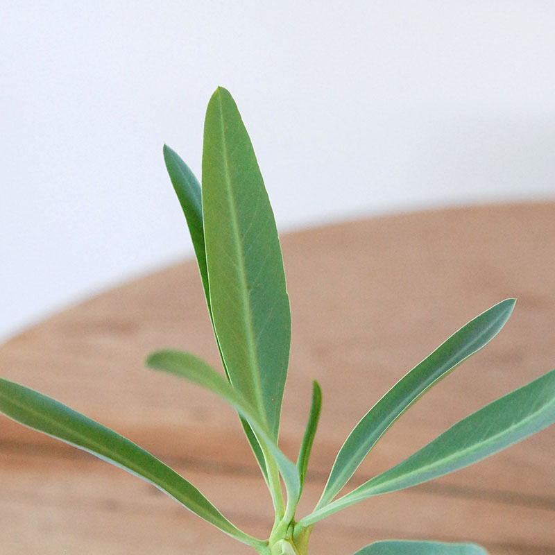 Euphorbia x antique イギリスジャーm