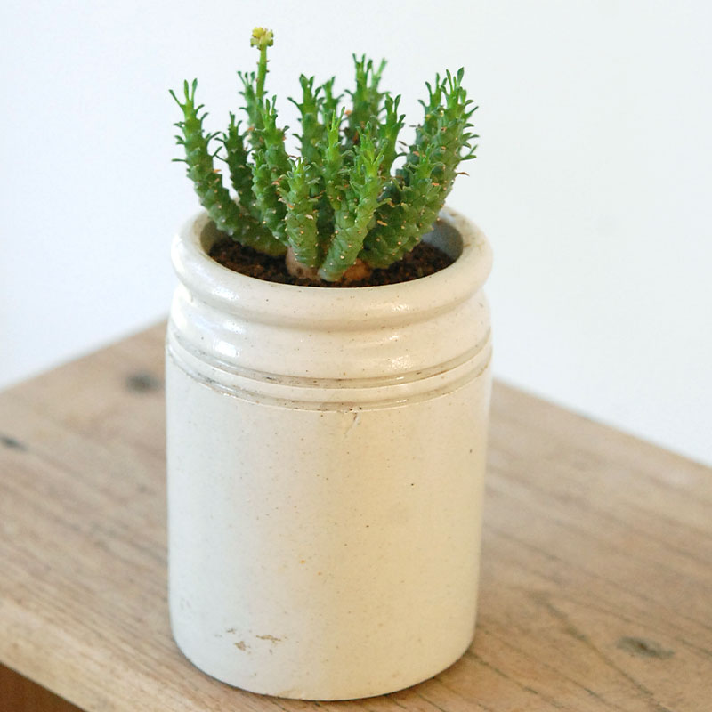 Euphorbia x antique イギリスジャーm