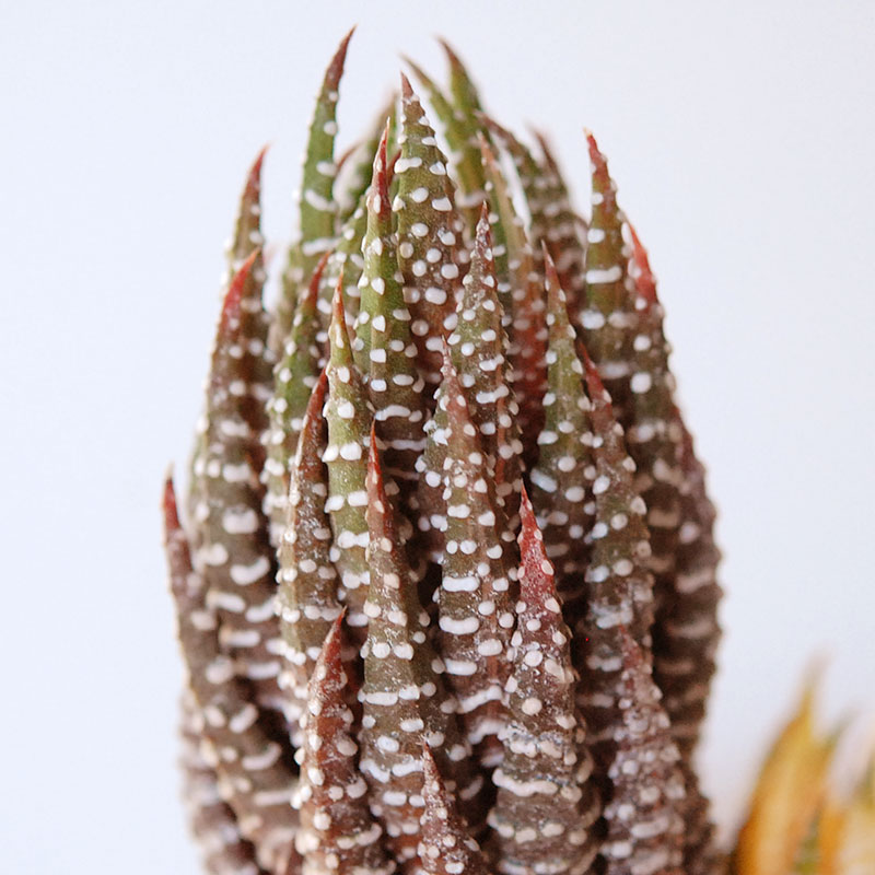 succulent x brown top antique pot