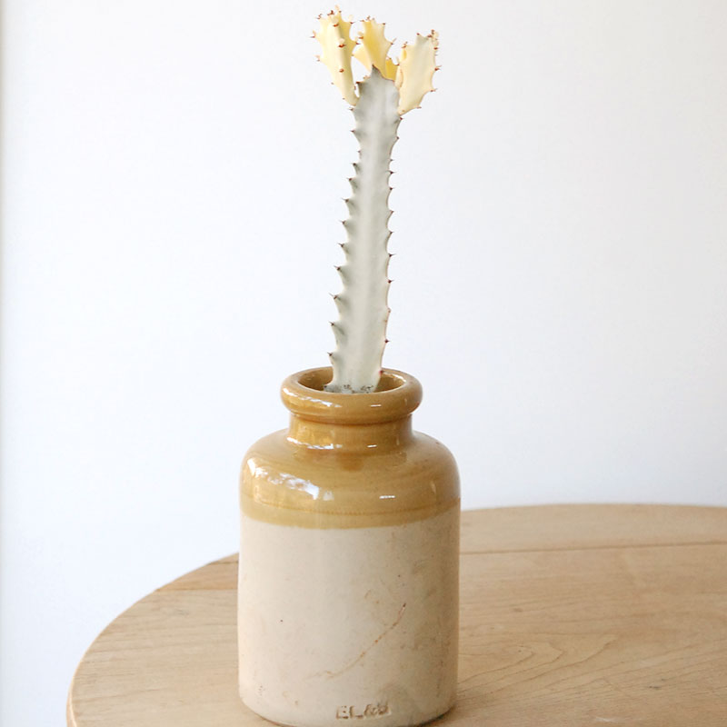 succulent x brown top antique pot