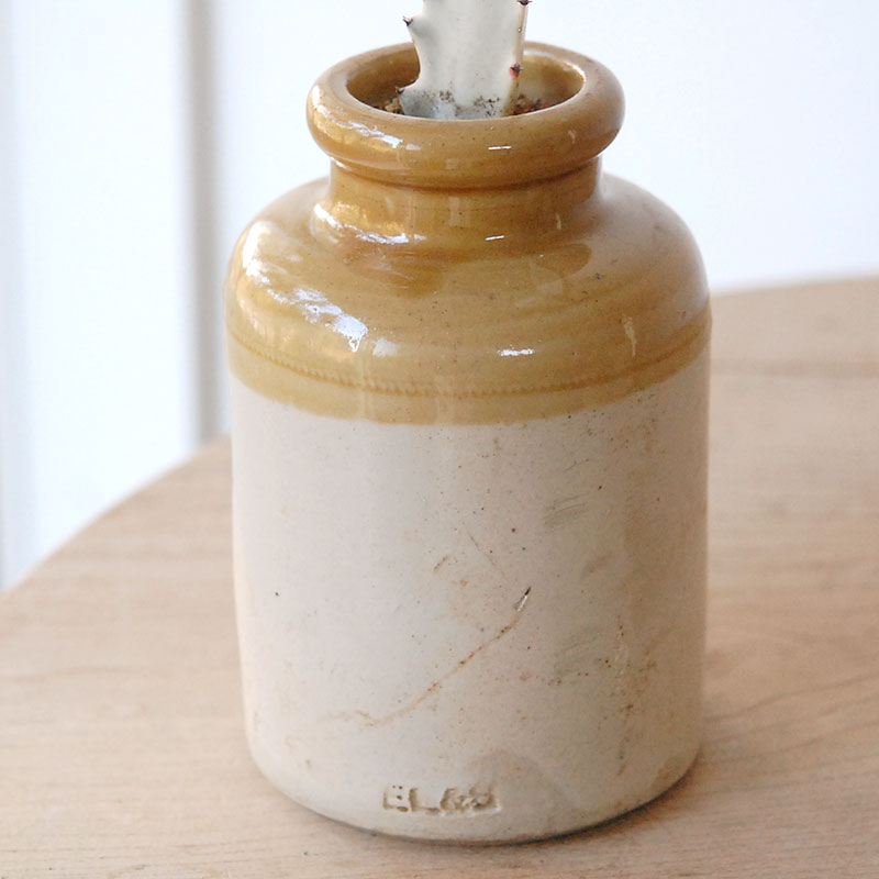 succulent x brown top antique pot