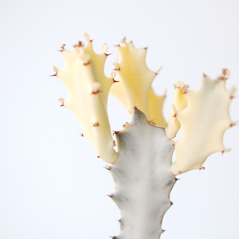 succulent x brown top antique pot