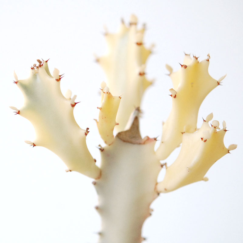 succulent x brown top antique pot