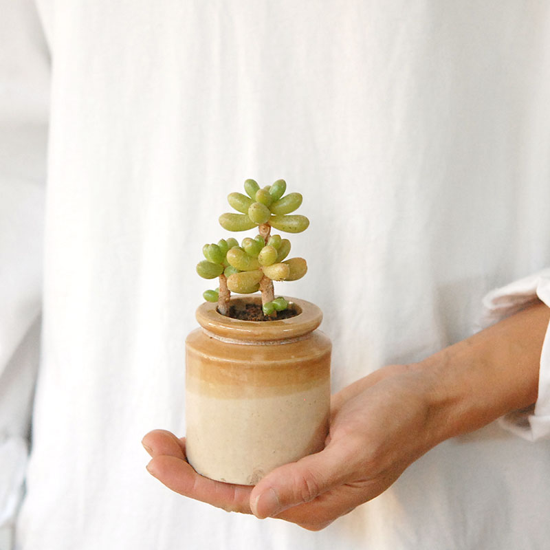 succulent x brown top antique pot