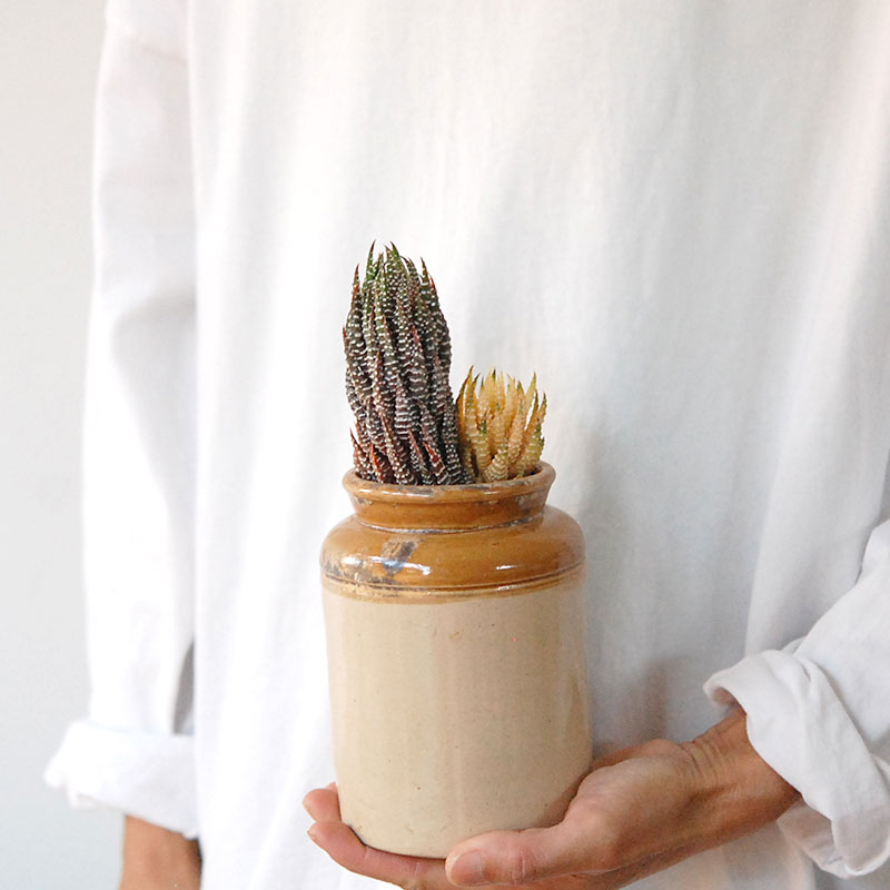 succulent x brown top antique pot