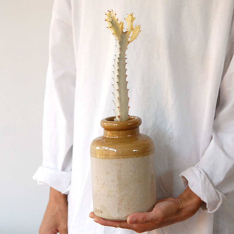 succulent x brown top antique pot