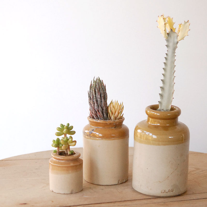 succulent x brown top antique pot