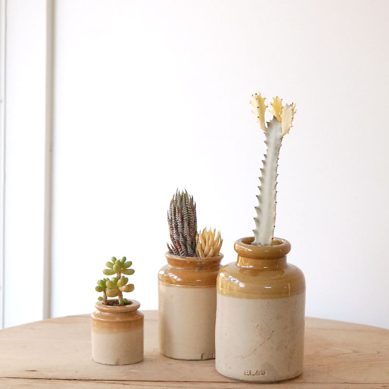 succulent x brown top antique pot
