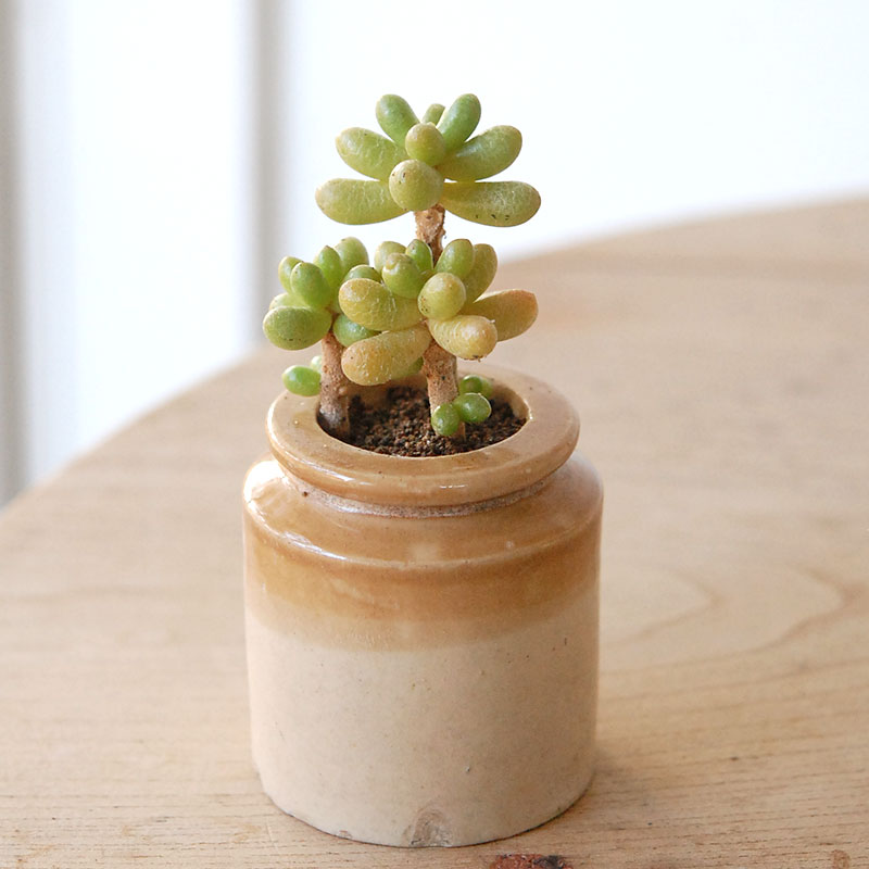 succulent x brown top antique pot