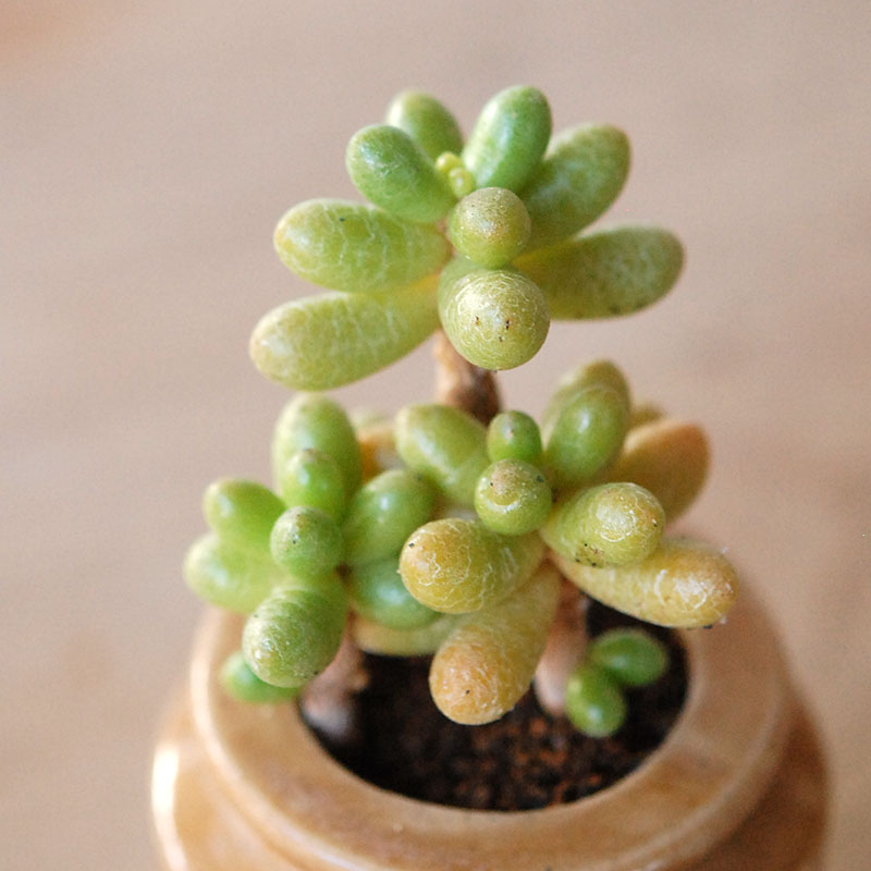 succulent x brown top antique pot