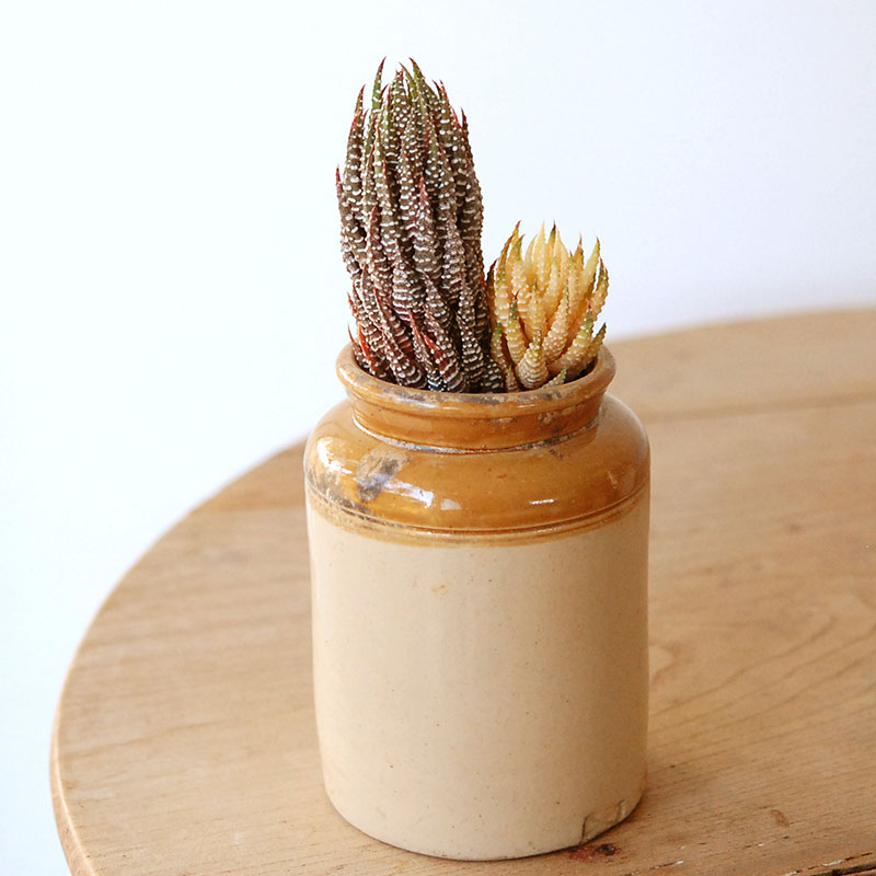 succulent x brown top antique pot