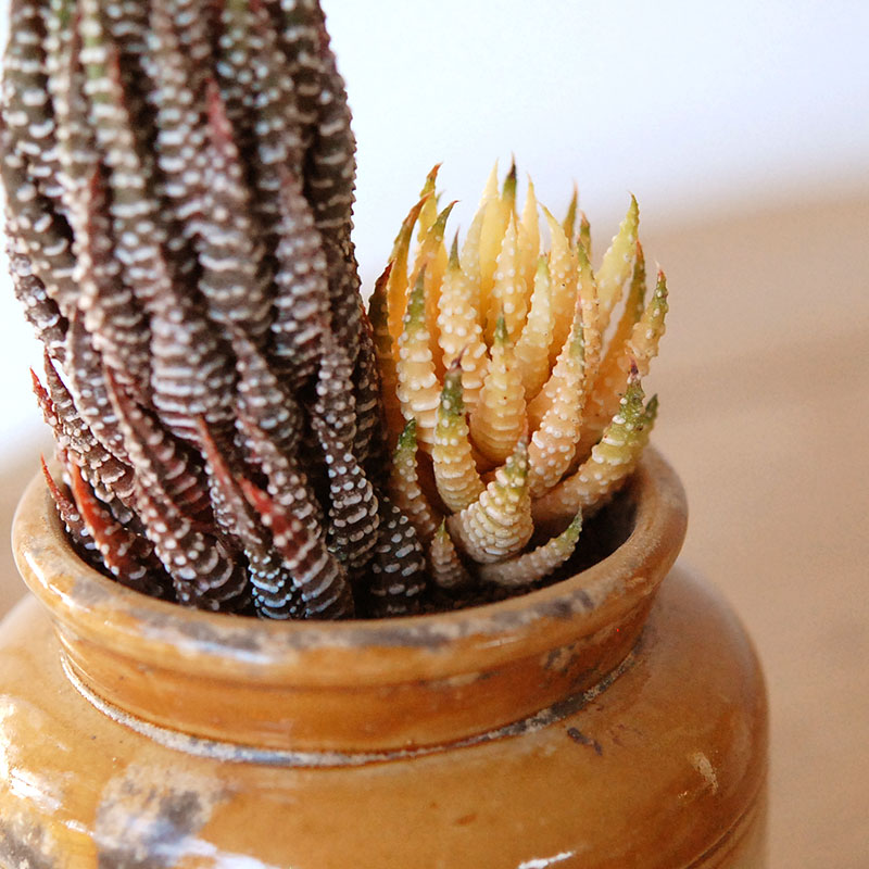 succulent x brown top antique pot