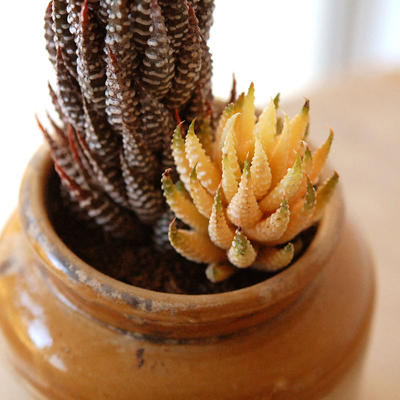 succulent x brown top antique pot