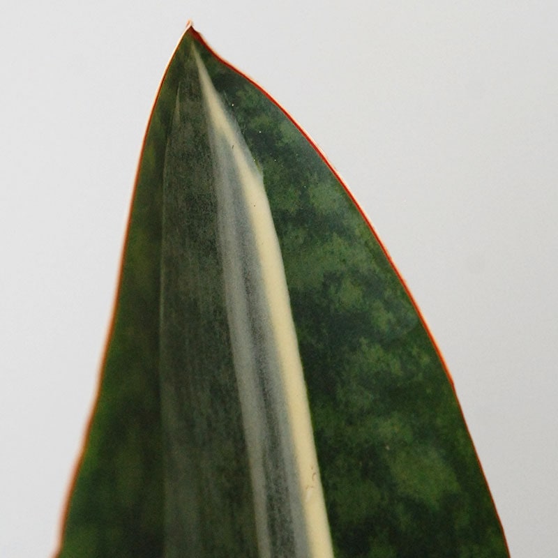 Succulent x アイアンゴブレット