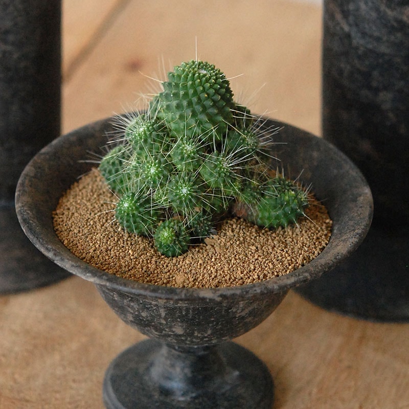 Succulent x アイアンゴブレット