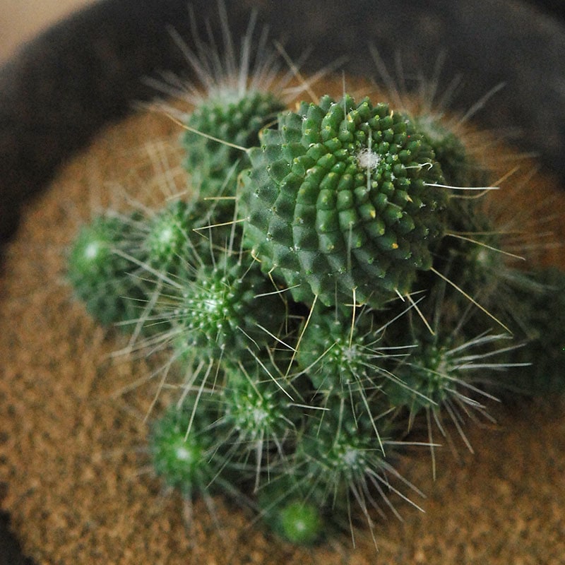 Succulent x アイアンゴブレット