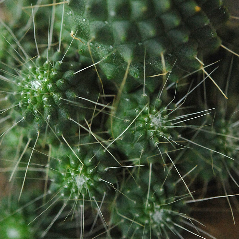 Succulent x アイアンゴブレット