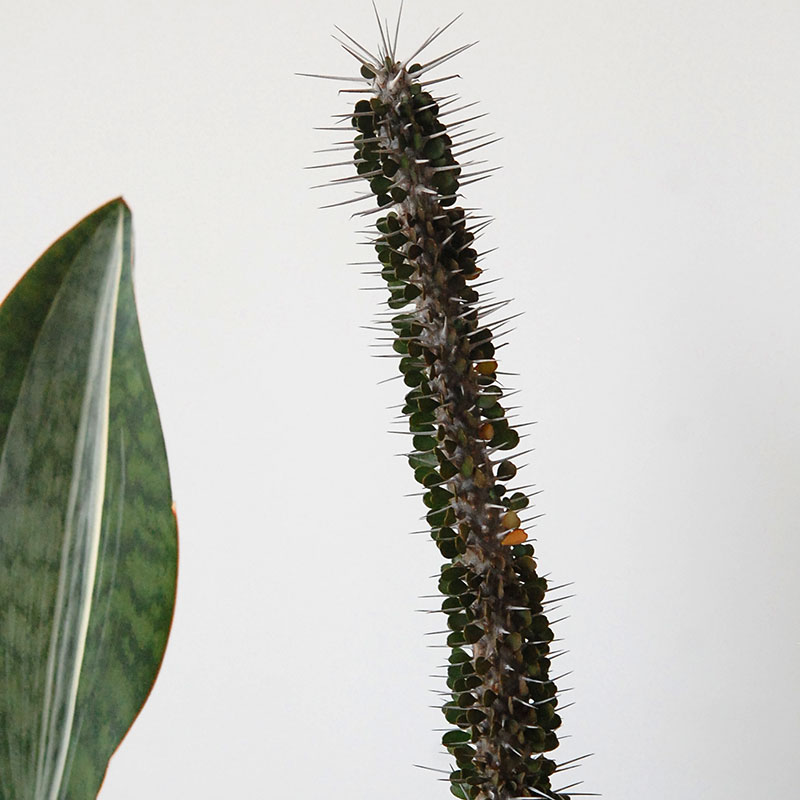 Succulent x アイアンゴブレット