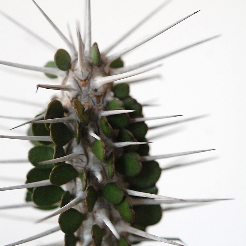 Succulent x アイアンゴブレット