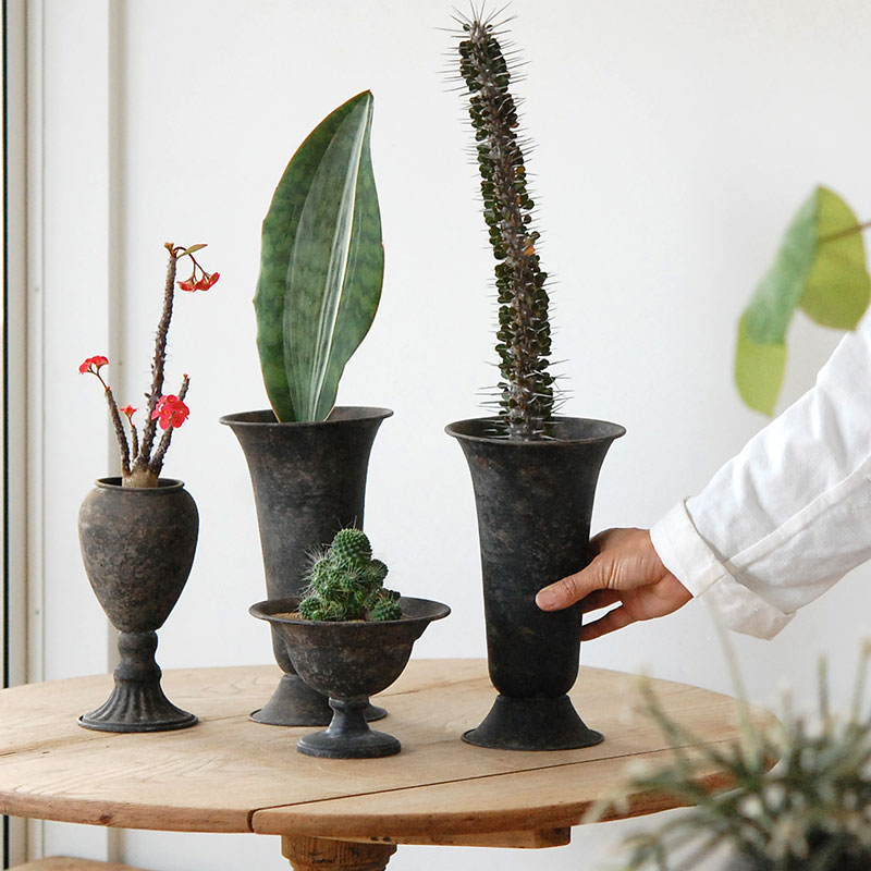 Succulent x アイアンゴブレット