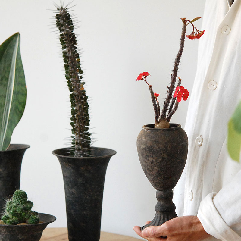 Succulent x アイアンゴブレット