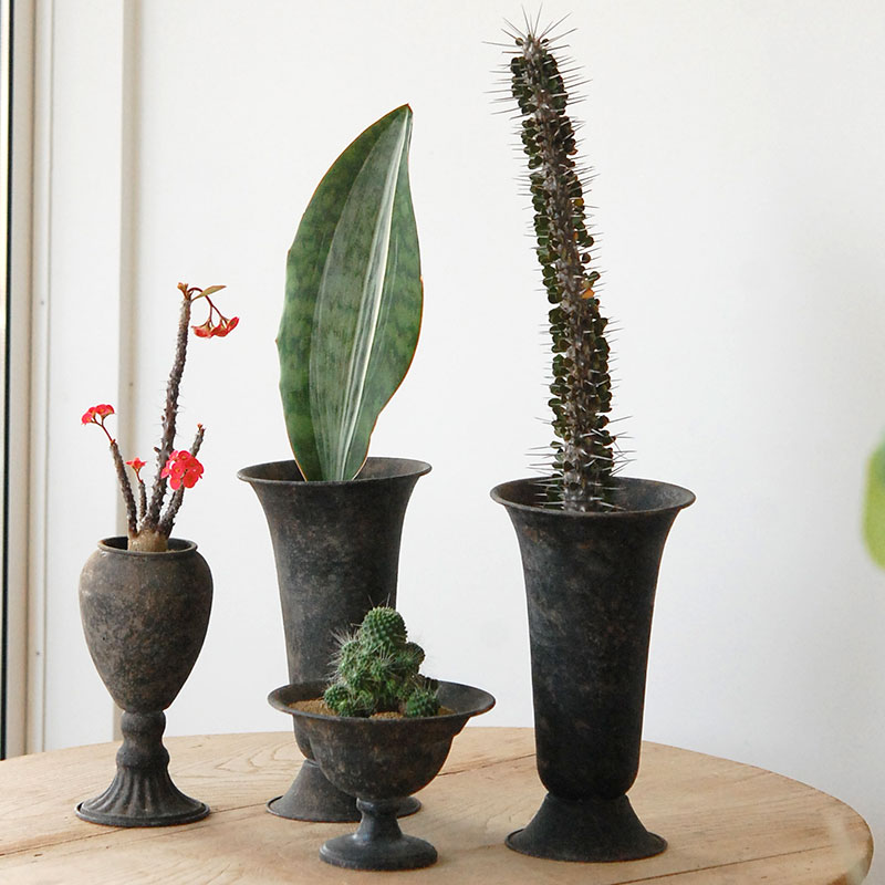 Succulent x アイアンゴブレット