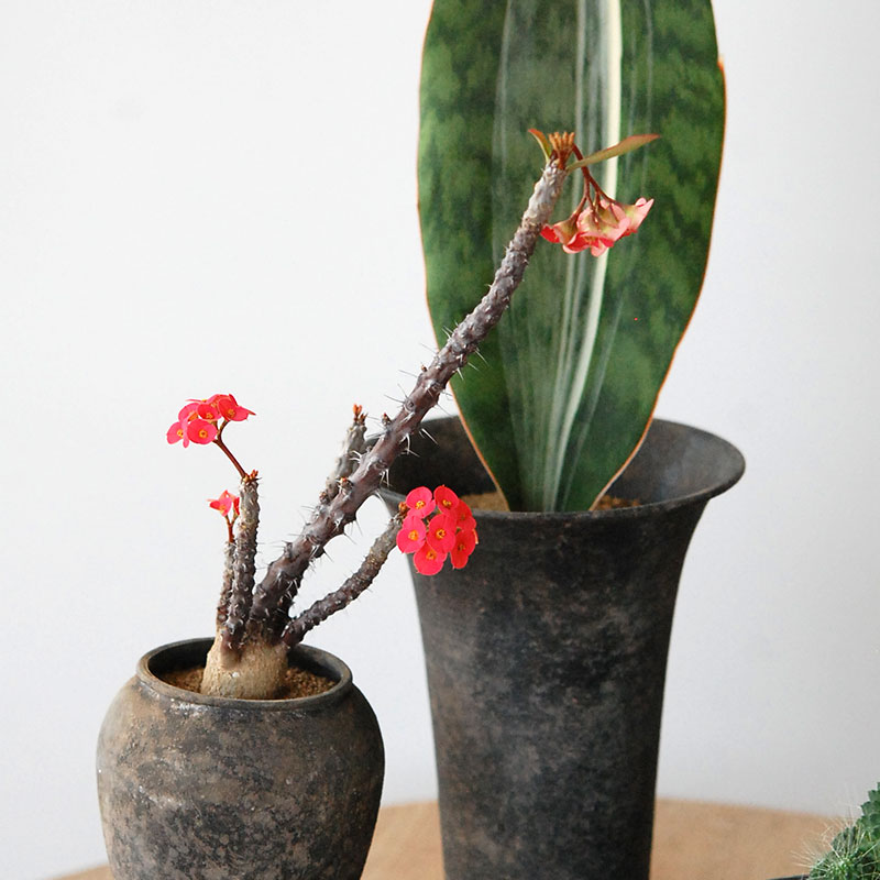 Succulent x アイアンゴブレット