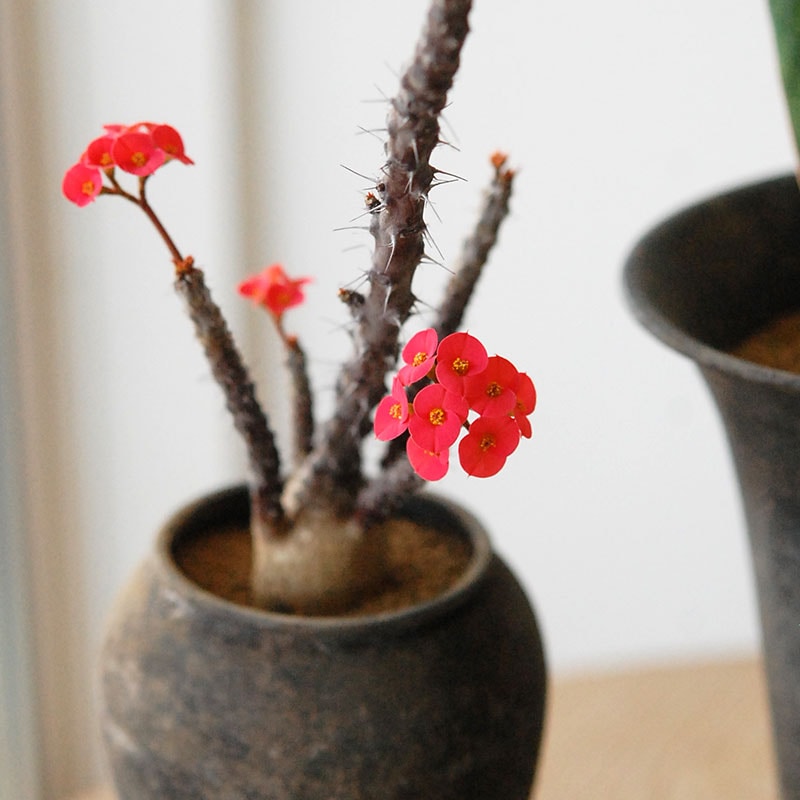 Succulent x アイアンゴブレット