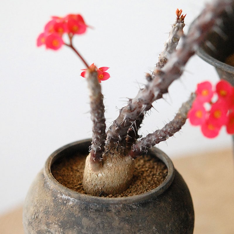 Succulent x アイアンゴブレット