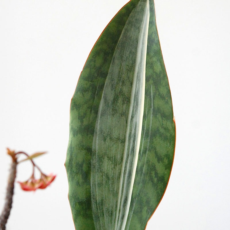 Succulent x アイアンゴブレット